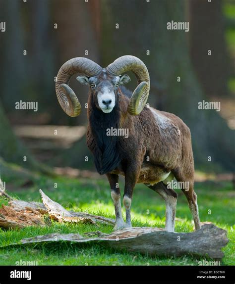 European Mouflon Ovis Ammon Musimon Ram Captive Lower Saxony