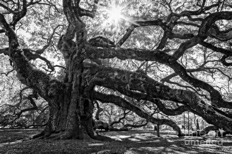 The Angel Oak Bw Photograph By Deborah Scannell Fine Art America
