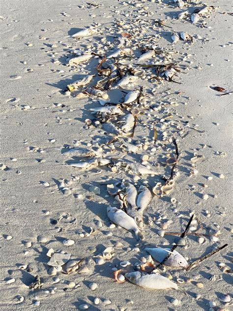 High Levels Of Red Tide Are Present At Many Sarasota Beaches So Where
