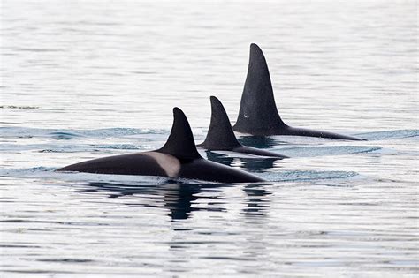 Whale Watching In Bc British Columbia Travel And