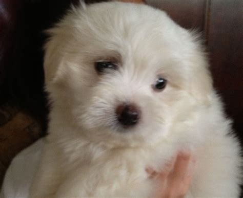 Pono An 8 Week Old Maltese Puppy From Mililani Oahu Maltese Puppy