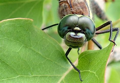 The Dragonfly Alaskas State Insect Is A Nimble Flying Machine