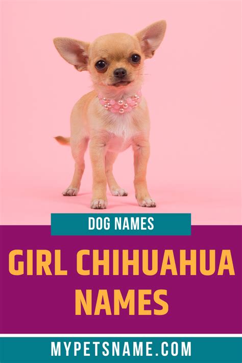 Girl Chihuahua Names Cute Girl Dog Names Puppy Girl Names Girl Dog