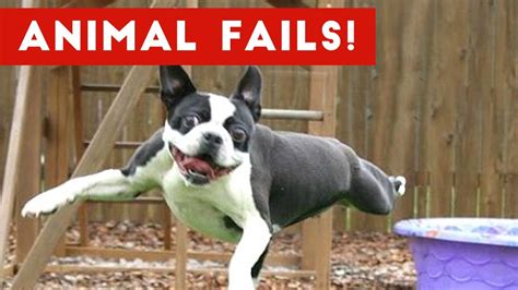 Funniest Animal Fails May 2017 Compilation Funny Pet Videos Pets