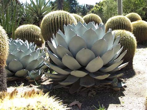 19 Types Of Agave Plants With Pictures Yard Surfer