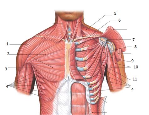 This muscle diagram is interactive: Upper extremity - Occupational Therapy 205 with Teresa at ...