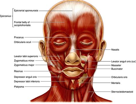 Face Muscles Anatomy Qa
