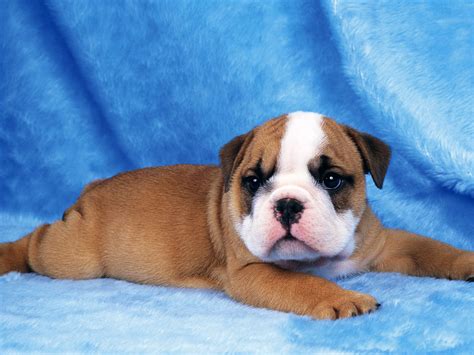 Cute Dog Baby Dog Hd Wallpapers Free Download 1080p