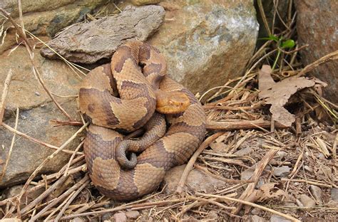 Northern Copperhead Central Pa June 2018 Central Pa Wildlife Snake