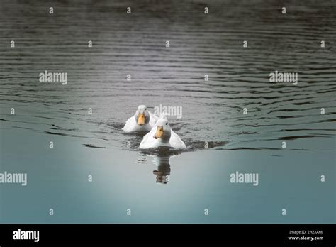 Swimming Pair Of White Domesticated Aylesbury Pekin Peking Ducks On