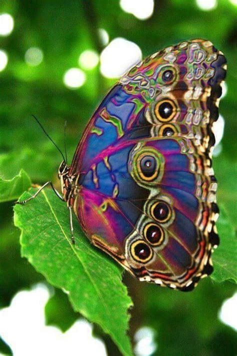 It's such a lovely day, and i'm glad you feel the same, 'cos to stand up, out in the crowd, you are one in a million, and i love you so let's. mariposa de colores exoticos | Mariposas