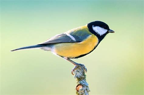 Un Estudio Eleva A 18000 Las Especies De Aves 7000 Más De Las Conocidas