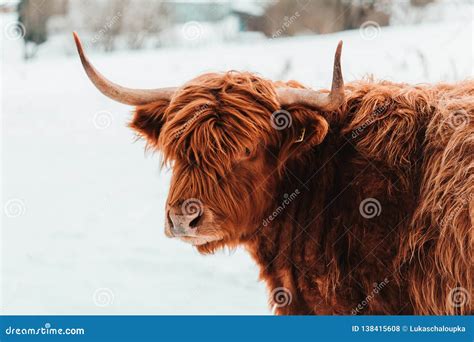 Portrait Of Highland Cattle Brown Cow From Front In Winter Landscape