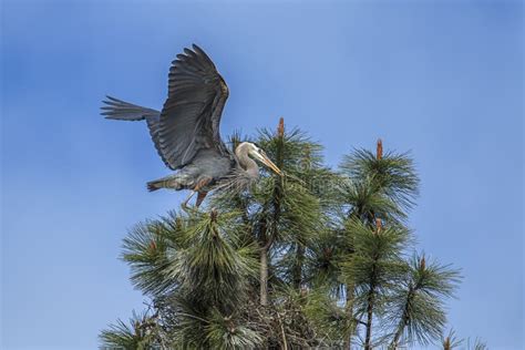 Great Blue Heron Lands By Nest Stock Photo Image Of Blue Birding