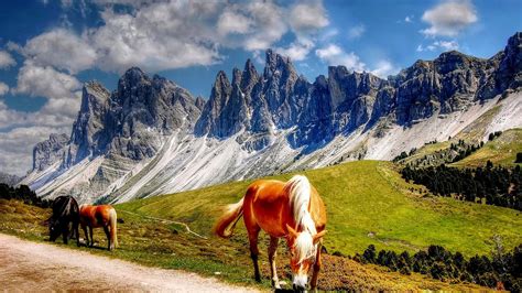 Horses In The Dolomites Mountains Italy South Tyrol