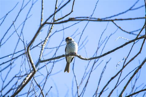 Juvenile Sparrow Birding In Bc Community
