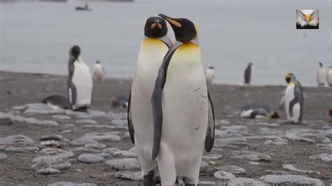 Emperor Penguin Mating King Penguins Courting And Mating Youtube