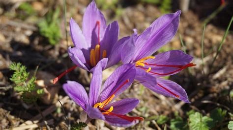 Bunga ini dijuluki sebagai queen of the night, alias ratu malam hari dan di beberapa tanaman bunga lavender dianggap sebagai salah satu bunga paling cantik dan serbaguna di dunia. Yuk, Intip Nama-Nama Bunga Terindah di Dunia Ini! | KepoGaul