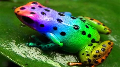 Rainbow Poison Dart Frog Basichooli