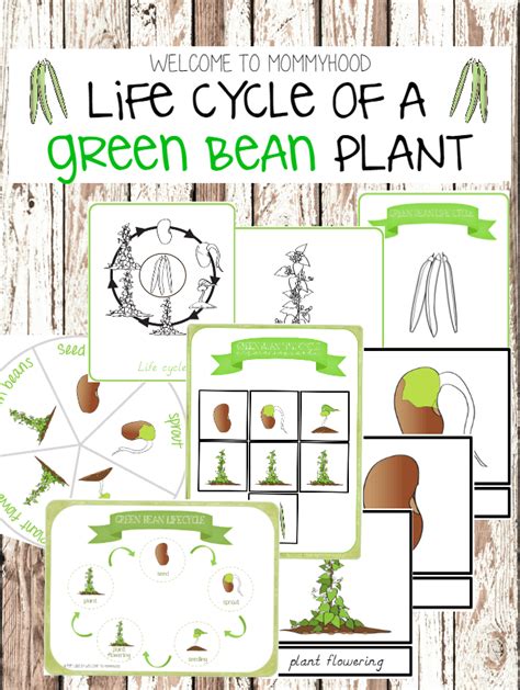 Life Cycle Of A Bean Plant For Kindergarten Porsha Naylor