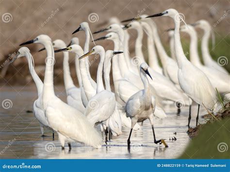 Flock Of Egrets Little Egrets In Bulk Bird Witj Long Beaks And Long