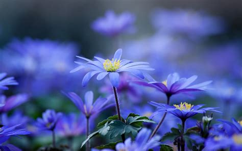 Wallpaper Blue Purple Flowers Close Up Spring 2880x1800 Hd Picture Image