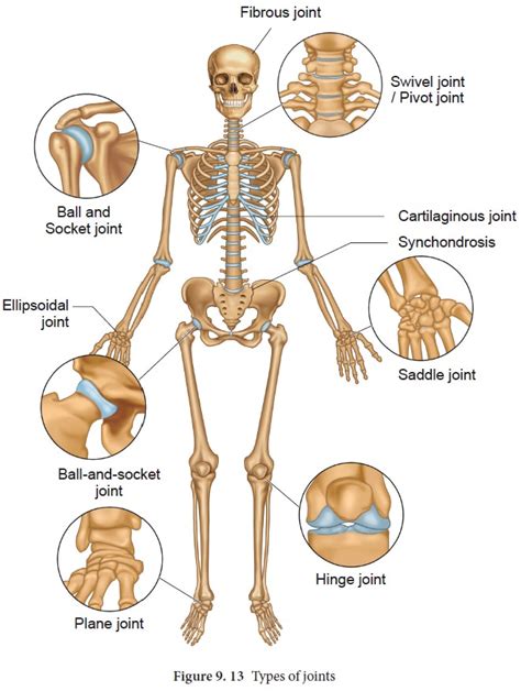 They also provide for the attachment of muscles, and help us move around. Types of joints