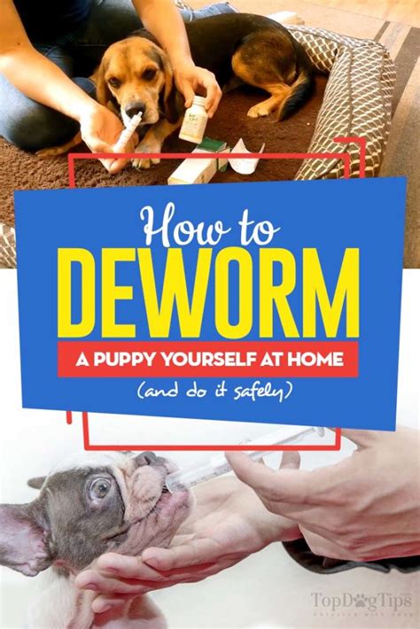 How To Deworm A Puppy Yourself At Home Safe And Effective Guide