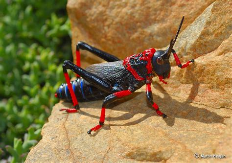 We did not find results for: Koppie Foam Grasshopper (Dictyophorus spumans) | A macro ...