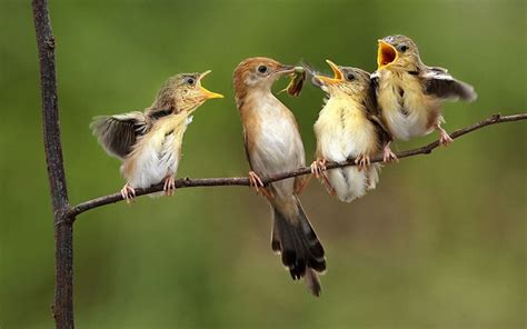 PÁjaros Aves Tipos Y Nombres De Pájaros Explicados Uno Por Uno
