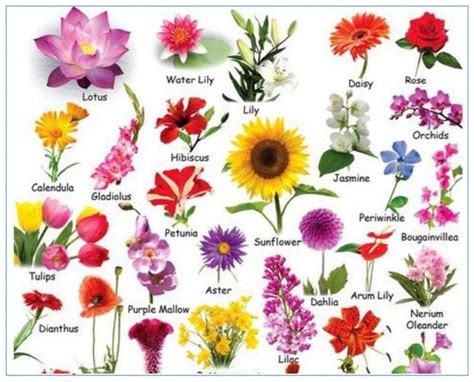 Beautiful Flower Names Flower Pictures With Names Beautiful Flowers Flowers The Most