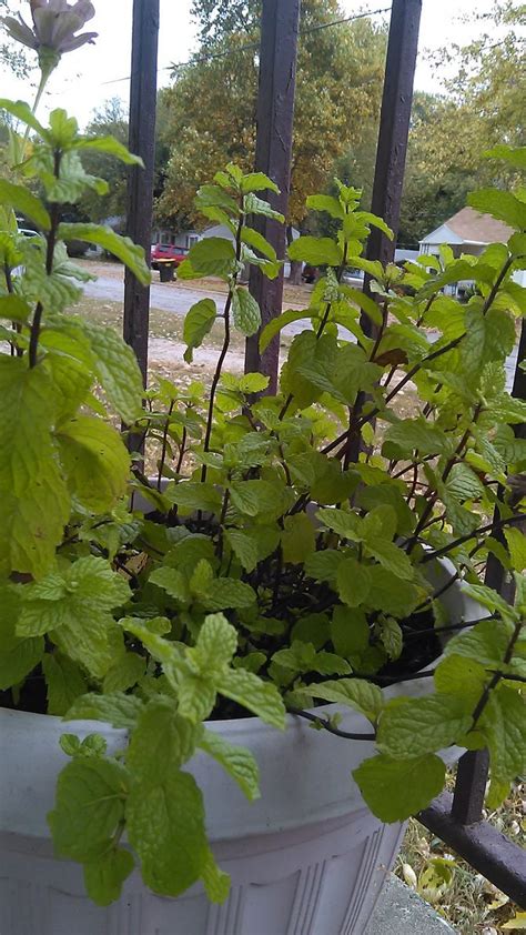 How To Grow Mint In A Pot Growing Mint Mint Garden Growing Gardens