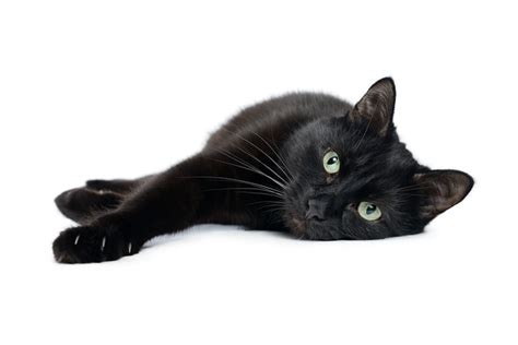 5 Causes Why Black Cats Make The Finest Pets Idrgstore