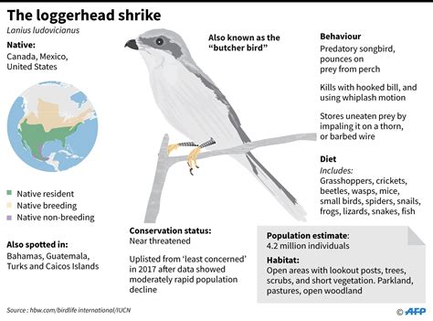 Head Turning Violence Helps Tiny Songbirds Kill Big Prey Study