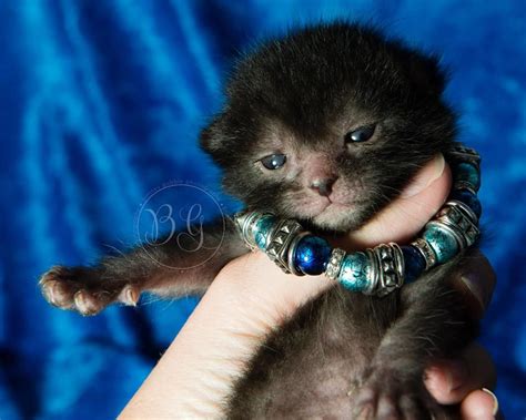 Lykoi Kitten Bred To Look Like Werewolves Werewolf Cat Lykoi Cat