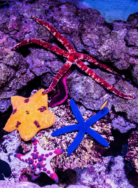 Brown Starfish On Gray Sand Photo Free Animal Image On Unsplash