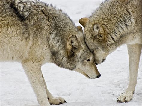Two Wolves In A Staredown By Gary Slawsky