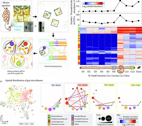 Sampling Gut Microbiome With Preserved Spatial Information For Spatial