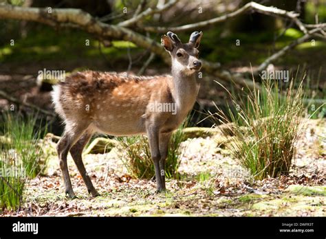 Sika Deer Grazing In The Woodland Of Arne Rspb Nature Reserve Dorset