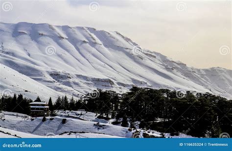 The Cedars In Lebanon In The Winter Of 2018 Royalty Free Stock