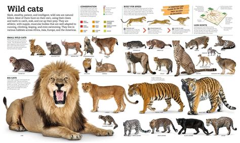 Chart Of All Big Cats Big Cat Species Wild Cat Species Small Wild Cats