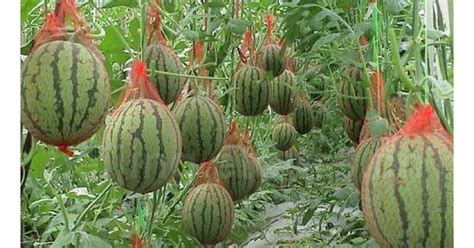 Every Garden Should Have A Couple Of Watermelon Plants If Space Allows
