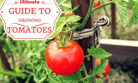 The Ultimate Guide To Growing Tomatoes Properly Rooted