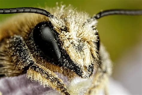 Mason Bees Vs Honey Bees