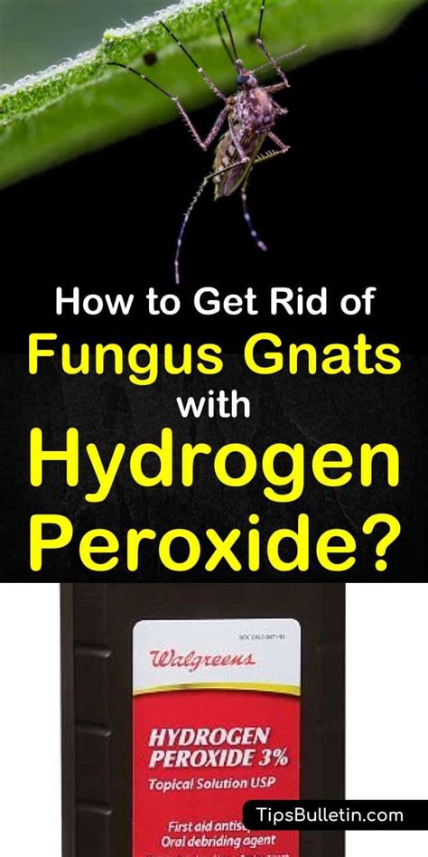 The Best Way To Get Rid Of Fungus Gnats With Hydrogen Peroxide Gnats