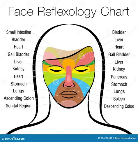Face Reflexology Female Face Internal Organs Areas Chart Stock Vector Illustration Of Head