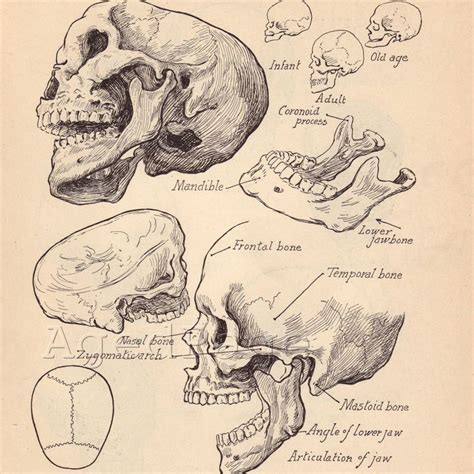 Vintage Anatomy Print Antique Artistic Human Anatomy Chart Book Illustrations S Prints To