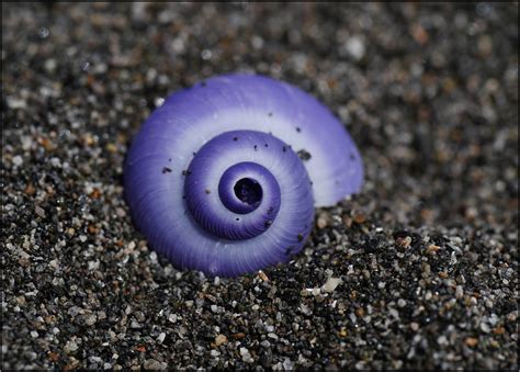 Janthina Violet Sea Snail Kaylene Helliwell Flickr