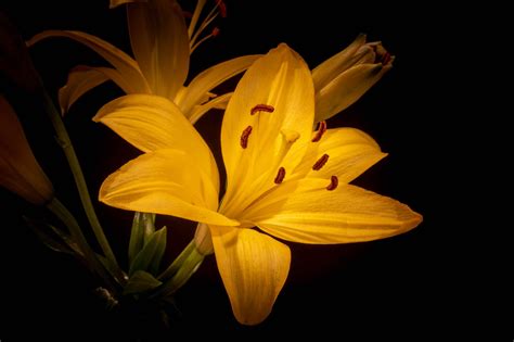 Lily In The Night A Late Night Lily Lily Night Spring Savings