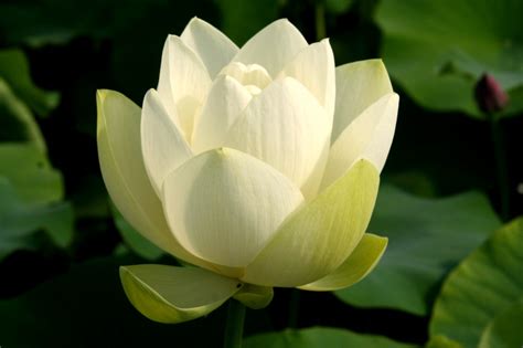 Kleine lotossorte für schalen geeignet mit leicht gefüllter blüte. Nelumbo lutea Willd. - Nordamerikanische Lotosblume ...